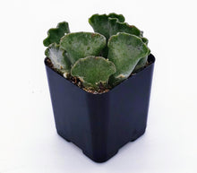 Load image into Gallery viewer, 2&quot; Adromischus cristatus (Crinkle-Leaf) &#39;Key Lime Pie&#39;
