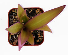 Load image into Gallery viewer, 2&quot; Tradescantia spathacea &#39;Moses-in-the-Cradle&#39;
