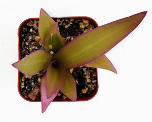 2" Tradescantia spathacea 'Moses-in-the-Cradle'