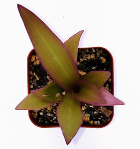2" Tradescantia spathacea 'Moses-in-the-Cradle'