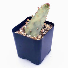 Load image into Gallery viewer, 2&quot; Opuntia monacantha &#39;Joseph&#39;s Coat&#39; (variegated)
