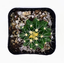 Load image into Gallery viewer, 2&quot; Parodia sellowii cactus plants.
