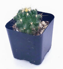 Load image into Gallery viewer, 2&quot; Parodia sellowii cactus plants.
