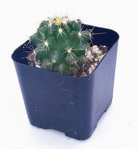 2" Parodia sellowii cactus plants.
