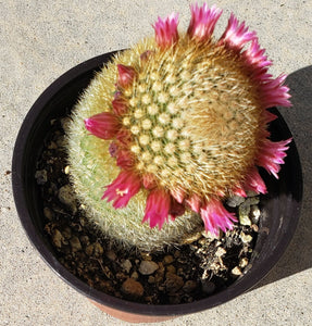 4" 'Crown' Cactus