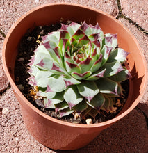 Load image into Gallery viewer, 4&quot; Sempervivum &#39;Hens &amp; Chicks&#39;

