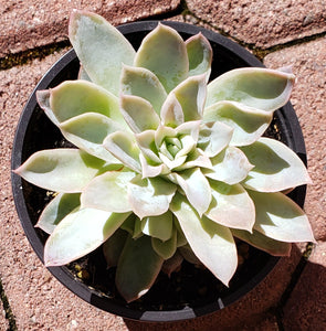 4" Echeveria  'Violet Queen'