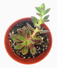 Load image into Gallery viewer, 4&quot; Echeveria nodulosa &#39;Painted Lady&#39;
