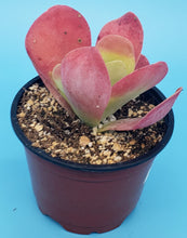 Load image into Gallery viewer, 4&quot; Kalanchoe luciae &#39;Flapjack&#39;
