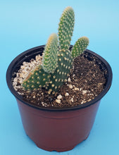 Load image into Gallery viewer, 4&quot; &#39;Mouse Ears&#39; Cactus
