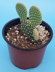 4" 'Mouse Ears' Cactus