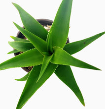 Load image into Gallery viewer, 4&quot; &#39;Green&#39; Aloe
