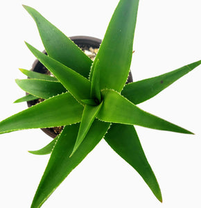 4" 'Green' Aloe