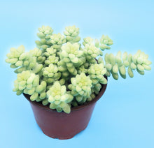 Load image into Gallery viewer, 4&quot; Sedum morganianum &#39;Burro&#39;s Tail&#39; (Donkey&#39;s Tail)
