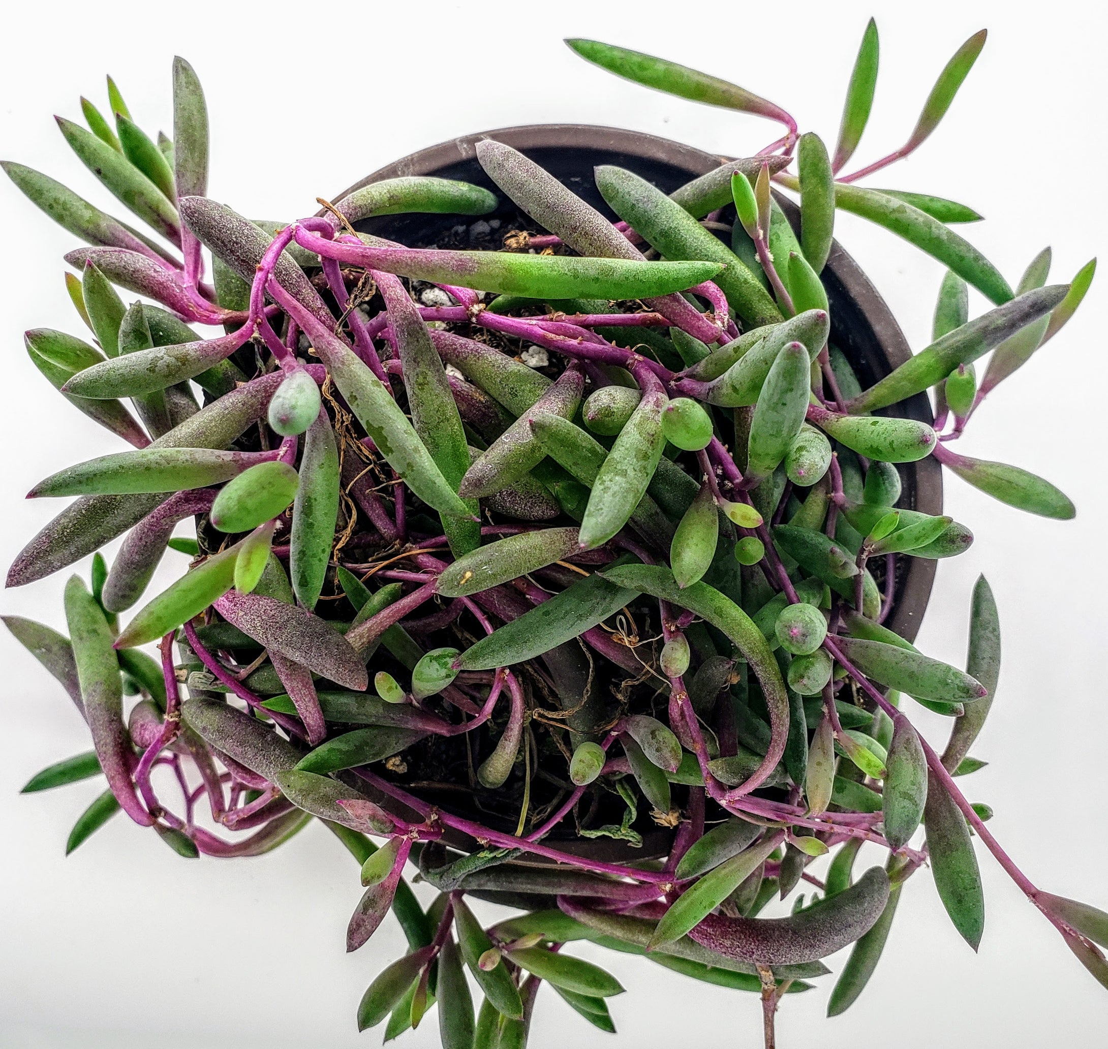 Othonna Capensis/Ruby Necklace, Trailing Succulent | The Next Gardener –  Thenextgardener