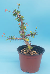 4" 'Desert Rose' Cactus (Crown-of-Thorns)