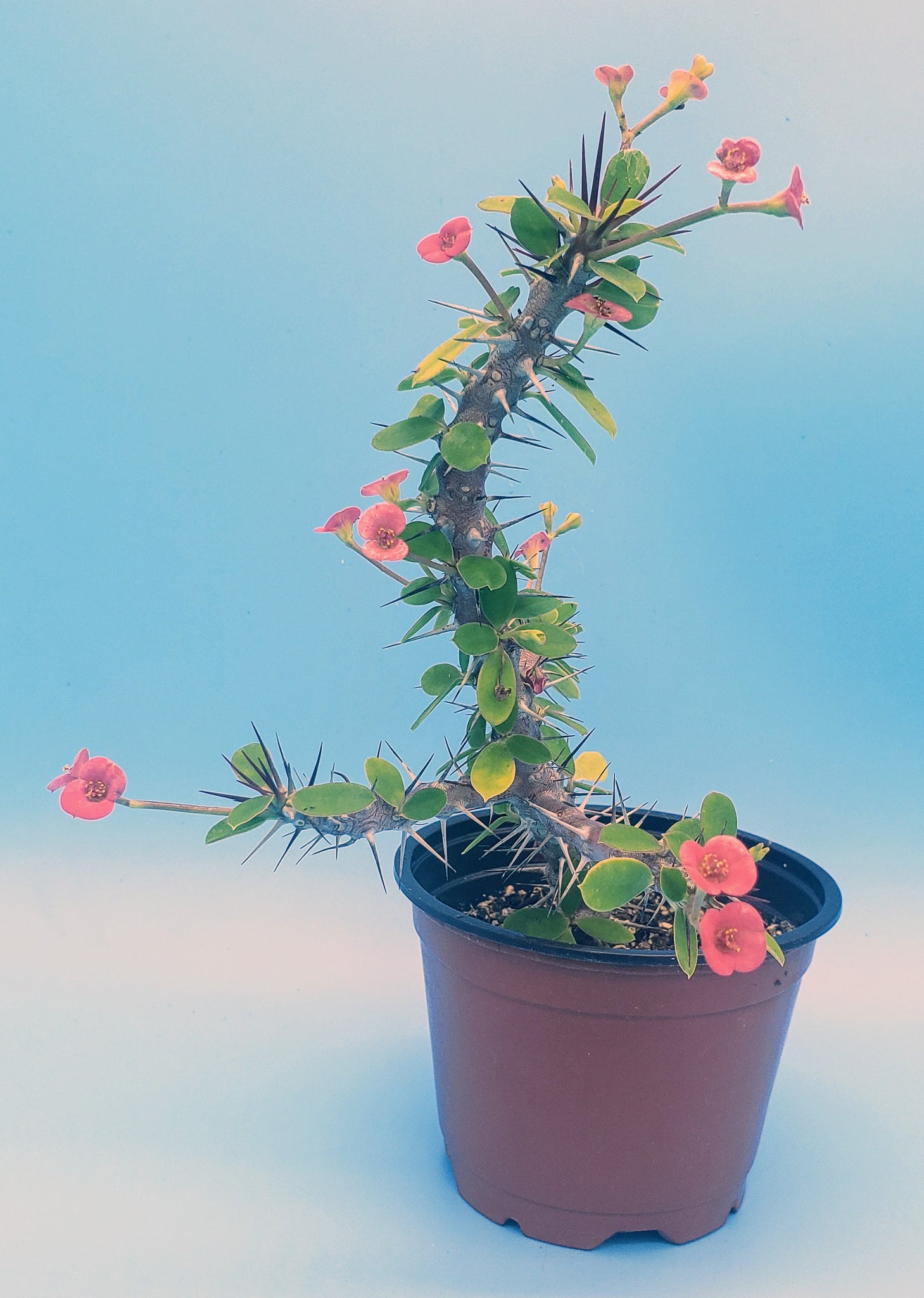 Adenium hybrid --Arrow Desert Rose