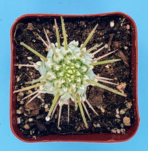 Load image into Gallery viewer, 4&quot; Euphorbia Mammillaris (variegated) &#39;Corn Cob&#39; Cactus  [RARE]

