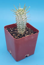 Load image into Gallery viewer, 4&quot; Euphorbia Mammillaris (variegated) &#39;Corn Cob&#39; Cactus  [RARE]
