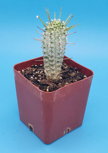 4" Euphorbia Mammillaris (variegated) 'Corn Cob' Cactus  [RARE]