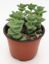 Load image into Gallery viewer, 4&quot; Crassula perforata &#39;String-of-Buttons&#39;
