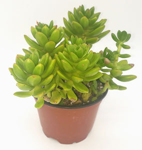 4" 'Alice Evans' sedum