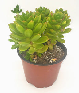 4" 'Alice Evans' sedum