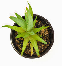 Load image into Gallery viewer, 4&quot; &#39;Lime&#39; Aloe
