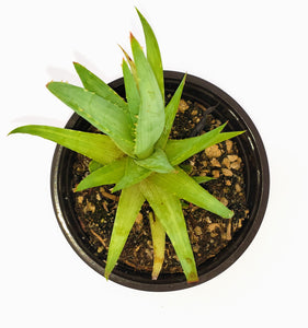 4" 'Lime' Aloe