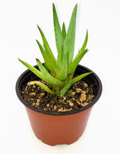 Load image into Gallery viewer, 4&quot; &#39;Lime&#39; Aloe
