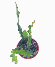 Load image into Gallery viewer, 4&quot; Epiphyllum anguliger &#39;FISHBONE / ZIG-ZAG / RIC RAC&#39; cactus
