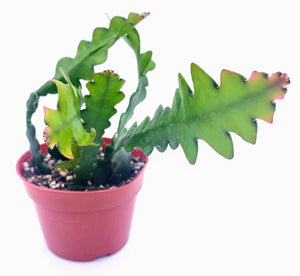 4" Epiphyllum anguliger 'FISHBONE / ZIG-ZAG / RIC RAC' cactus