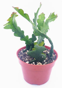 4" Epiphyllum anguliger 'FISHBONE / ZIG-ZAG / RIC RAC' cactus