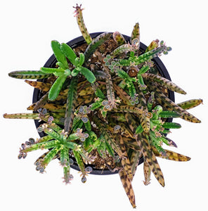 4" Kalanchoe delagoensis (Chandelier Plant) 'Mother-of-Millions'