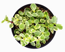 Load image into Gallery viewer, 4&quot; Portulacaria afra &#39;Elephant Bush&#39;
