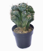 Load image into Gallery viewer, 4&quot; Cereus peruvianus montrose &#39;Petra&#39;

