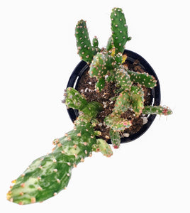 4" Opuntia monacantha 'Joseph's Coat' (variegated)