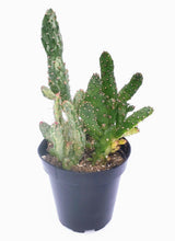 Load image into Gallery viewer, 4&quot; Opuntia monacantha &#39;Joseph&#39;s Coat&#39; (variegated)
