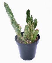 Load image into Gallery viewer, 4&quot; Opuntia monacantha &#39;Joseph&#39;s Coat&#39; (variegated)
