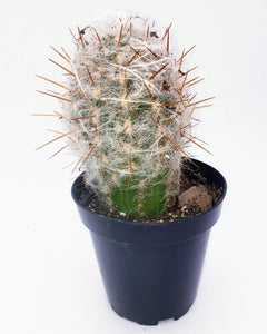 4" Oreocereus celsianus 'Old-Man-of-the-Andes'