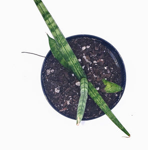 4" Sansevieria gracilis - 'Snake Plant'