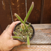 Load image into Gallery viewer, 4&quot; &#39;Rat Tail&#39; Cactus
