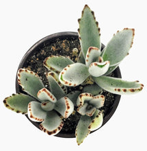 Load image into Gallery viewer, 4&quot; Kalanchoe tomentosa &#39;Chocolate Soldier&#39;
