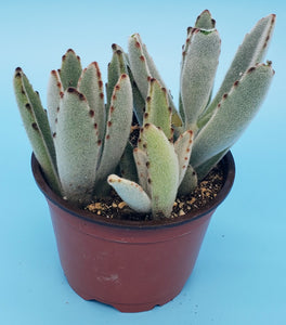 4" Kalanchoe tomentosa 'Chocolate Soldier'