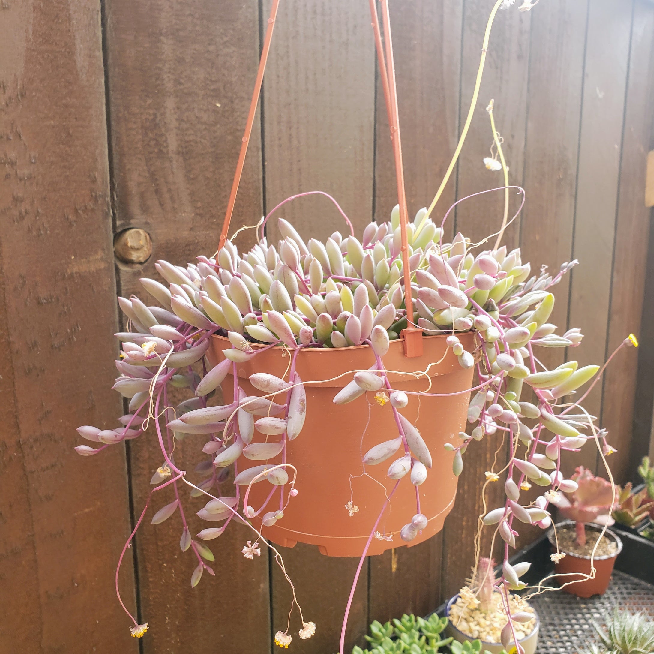 The Succulent Garden :: Othonna 'Ruby Necklace'