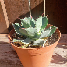 Load image into Gallery viewer, 6&quot; Agave potatorum &#39;Butterfly Agave&#39;
