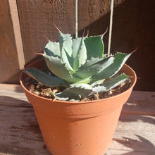 Load image into Gallery viewer, 6&quot; Agave potatorum &#39;Butterfly Agave&#39;
