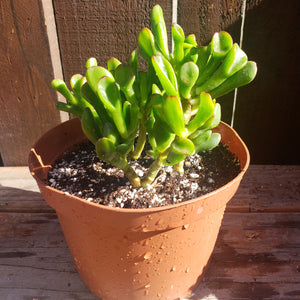 6" Jade 'Ogre Ears'