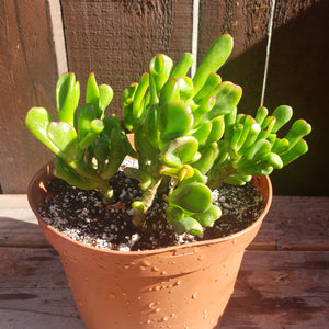 6" Jade 'Ogre Ears'