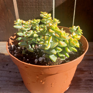 6" Crassula perforata 'String-of-Buttons'